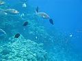 Sharm-el-Sheikh 157